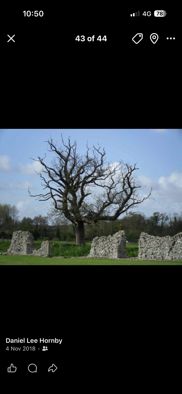 The original leafless tree beside the stone ruins at Baconsthorpe Castle, used as the silhouette reference